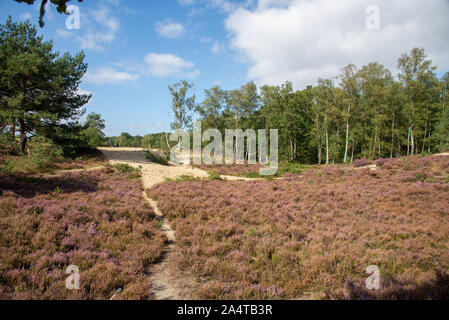 Rosa gefärbte Heather im Brabantse Wal in Bergen op Zoom, Niederlande Stockfoto