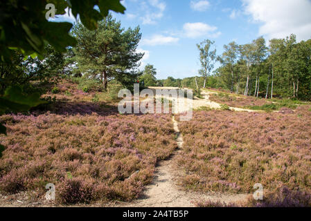 Rosa gefärbte Heather im Brabantse Wal in Bergen op Zoom, Niederlande Stockfoto