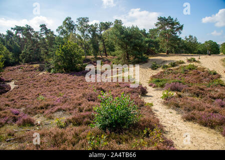 Rosa gefärbte Heather im Brabantse Wal in Bergen op Zoom, Niederlande Stockfoto