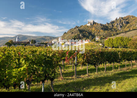 Weinberg vor der Stadt Durnstein auf der Donau, Wachau, Österreich Stockfoto