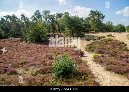 Rosa gefärbte Heather im Brabantse Wal in Bergen op Zoom, Niederlande Stockfoto