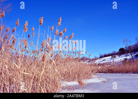 Leuchtend gelben trockenen Schilf am Ufer bedeckt mit Schnee, blauer Himmel Stockfoto