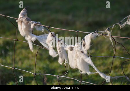 Schafwolle auf Draht Stockfoto
