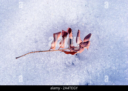 Trockene Fraxinus (Asche) Blatt auf weißem Schnee gefroren, Ansicht von oben Stockfoto