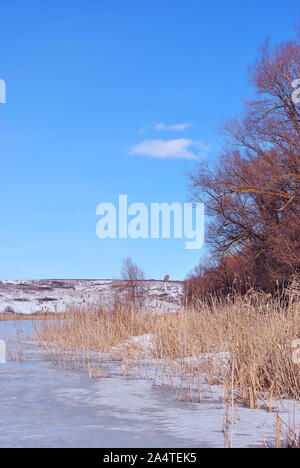 Gelbe trockenen Schilf auf See mit Eis bank mit Willow Bäume ohne Blätter mit Schnee bedeckt, blau bewölkter Himmel Hintergrund Stockfoto