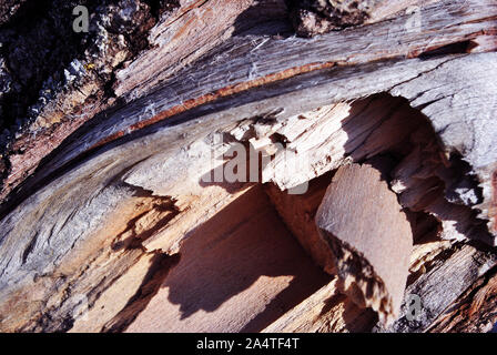 Pappel geknackt trunk Rinde, horizontale Hintergrund Textur Nahaufnahme Detail Ansicht von oben Stockfoto