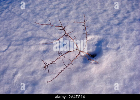 Braun trockenen Zweigen der kleinen bush ohne Blätter auf weißem Schnee, natürlichen Hintergrund der Ansicht von oben Stockfoto