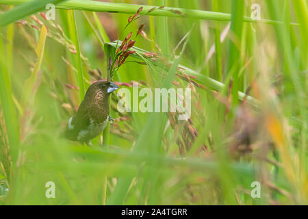 White-rumped Munia hocken auf Reis Ohr und Fütterung auf seine Samen in Rohreis Feld Stockfoto