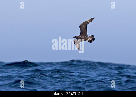 Pomarine Skua (Eulen pomarinus) Stockfoto