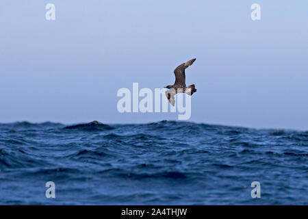 Pomarine Skua (Eulen pomarinus) Stockfoto