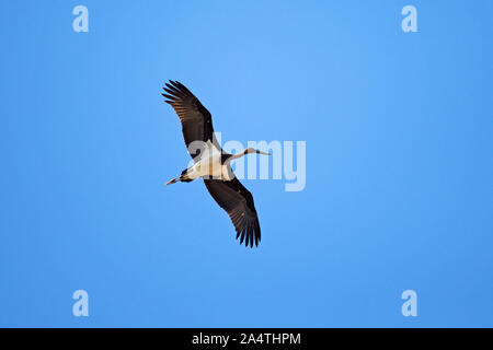 Schwarzstorch (Ciconia Nigra) Stockfoto