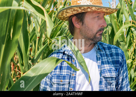 Portrait von stattlichen Mais Landwirt in kultivierte Mais Feld tragen Strohhut und Plaid Shirt und Ansehen unter talk Nutzpflanzen Stockfoto