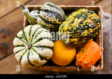 Verschiedene Thanksgiving Mini Kürbisse auf einem rustikalen Holztisch. Thanksgiving Konzept. Herbst, Ernte Weidenkorb Stockfoto