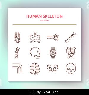 Satz linearer Vektor Symbole des menschlichen Skeletts. Stock Vektor