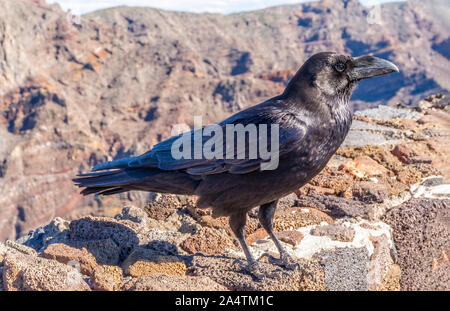 Ein kanarisches Rabe sitzt auf einer Wand mit der Caldera de Taburiente im Hintergrund. Stockfoto