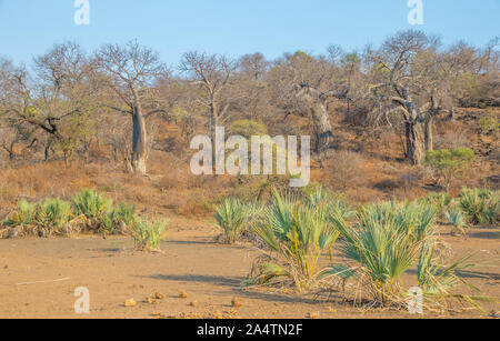 Baobab und lala Palmen in und um den Limpopo Fluss Überschwemmungsgebiete im Kruger Nationalpark in Südafrika Bild im Querformat Stockfoto