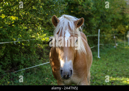 Schöne Haflinger Kopf Portrait auf der Koppel Stockfoto