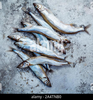 Frische Fische fangen Shishamo voll Eier. Shishamo Fisch ist Fisch für die japanische Küche kochen Tempura. Frische Shishamo Fisch lockt Käufer an der frischen Stockfoto