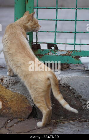 Rote Katze jagt in der Nähe des Zauns. Ansicht von der Rückseite Stockfoto
