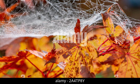 Das Spinnennetz im Herbst Tau über einem goldenen japanischen Acer Baum drapiert Stockfoto