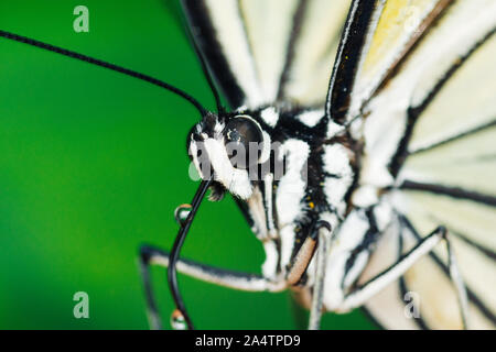 Makro Nahaufnahme geschossen von einer weißen und einer schwarzen Schmetterling oder Motte. Stockfoto