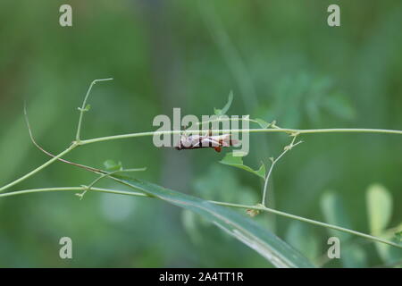 Grüne Heuschrecke sitzt auf einem Blatt, kleine Heuschrecke, ausgewählte konzentrieren, Grashüpfer im Garten - Bild Stockfoto