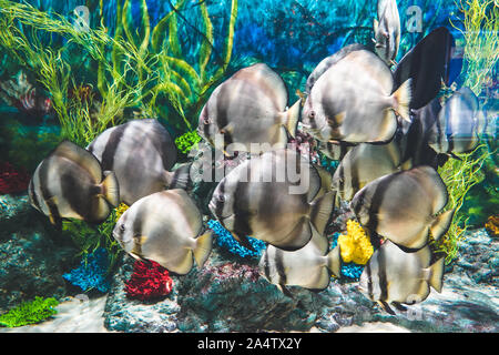 Longfin batfish Fische Freibad rund um den Ocean Aquarium Tank in Phu Quoc, Vietnam Stockfoto