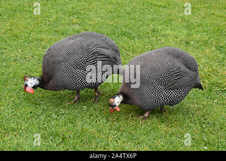 Paar Perlhuhn Nahrungssuche auf Gras Stockfoto