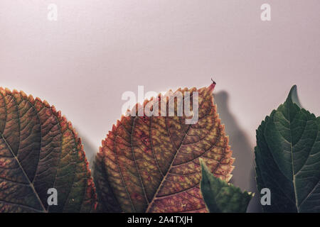 In der Nähe von wunderschönen grünen Blatt auf einem weißen Hintergrund Textur. Makrofotografie anzeigen. Stockfoto