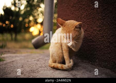 Rote Katze sitzt auf einem Steinboden und reinigt eine Pfote, Nahaufnahme Portrait, die Augen geschlossen Stockfoto
