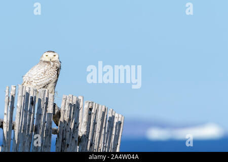 Schnee-eule (Bubo scandiacus) auf hölzernen Zaun sitzend, mit Eisberg im Hintergrund, Cape Bonavista, Bonavista Peninsula, Neufundland und Labrador, Kanada Stockfoto