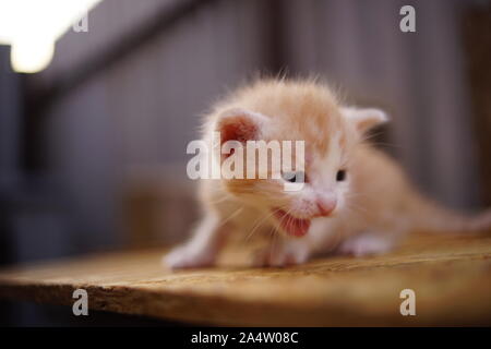Allein kleine Ginger kitten miaut im Freien, auf der Suche nach seiner Mutter. Stockfoto