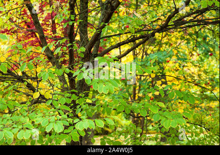 Schön grün, orange und rot Herbst Wald Bäume Stockfoto