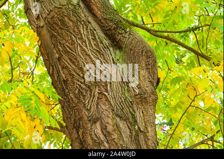Stamm des alten Baumes in den Wald Stockfoto