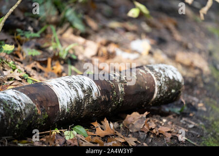 Selektiver Fokus auf eine Birke log auf dem Waldboden in Autun mit Blättern Stockfoto