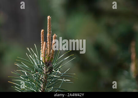 Wachsende Pinus sylvestris Nähe zu sehen. Stockfoto