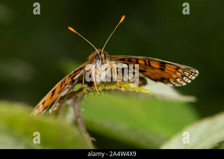 Heide Fritillaryschmetterling, East Blean Woodlands, Kent GROSSBRITANNIEN, Flügel öffnen, einer der seltensten UK Schmetterlinge, voll in Großbritannien unter Schedule 5 geschützt Stockfoto