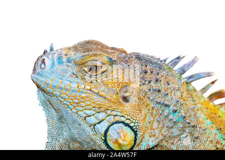 Geschnitzte iguana Kopf auf einem weißen Hintergrund Stockfoto