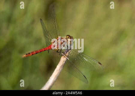 Ruddy Darter libelle, Sympetrum sanguineum, ruht auf Stammzellen, männlich, Sandwich & Pegwell Bay National Nature Reserve, Kent Wildlife Trust, GB Stockfoto