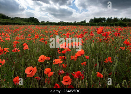 Gemeinsame Mohnblumen im Feld, Papaver rhoeas, Kent GROSSBRITANNIEN, Ackerland, Stockfoto