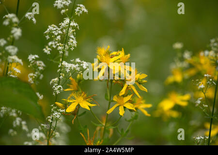 Perforieren Johanniskraut, Hypericum perforatum, die Lärchen, Kent Wildlife Trust, GB Stockfoto