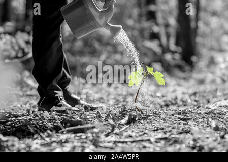 Erdgeschoss 7/8 Blick auf Wasser gießen ab auf den grünen Baum oder pflanzlichen Sämling im Freien. Stockfoto