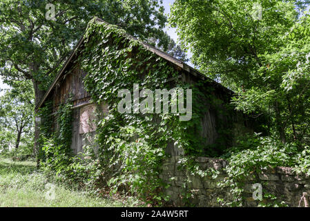 Alte Holzstäbchen amerikanischen Rambler, abgebrochener im Wald, mit Weinreben und Pflanzen überwucherte Stockfoto