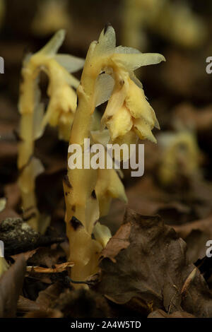 Yellow Bird's Nest, Monotropa hypopitys, die Lärchen, Kent Wildlife Trust, GB, ot nicht Chlorophyll enthalten; es ist Ein myko-heterotroph, zu Stockfoto