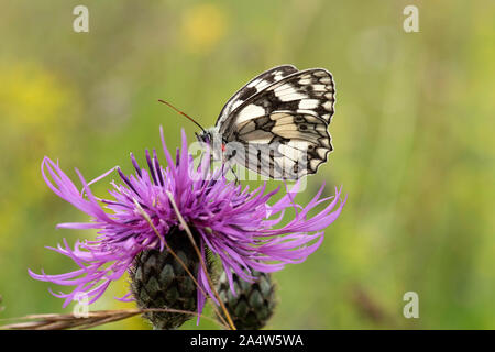 Marbled White Butterfly, Melanargia galathea, nectaring auf Thistle Blume, mit dem roten Haken auf Körper, die Lärchen, Kent Wildlife Trust, GB Stockfoto