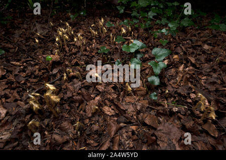 Yellow Bird's Nest, Monotropa hypopitys, die Lärchen, Kent Wildlife Trust, GB, ot nicht Chlorophyll enthalten; es ist Ein myko-heterotroph, zu Stockfoto