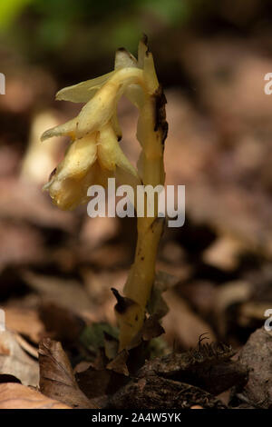 Yellow Bird's Nest, Monotropa hypopitys, die Lärchen, Kent Wildlife Trust, GB, ot nicht Chlorophyll enthalten; es ist Ein myko-heterotroph, zu Stockfoto