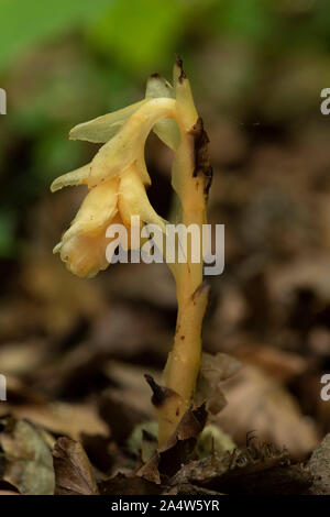 Yellow Bird's Nest, Monotropa hypopitys, die Lärchen, Kent Wildlife Trust, GB, ot nicht Chlorophyll enthalten; es ist Ein myko-heterotroph, zu Stockfoto