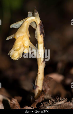 Yellow Bird's Nest, Monotropa hypopitys, die Lärchen, Kent Wildlife Trust, GB, ot nicht Chlorophyll enthalten; es ist Ein myko-heterotroph, zu Stockfoto