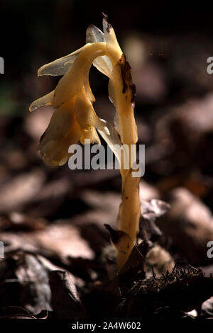 Yellow Bird's Nest, Monotropa hypopitys, die Lärchen, Kent Wildlife Trust, GB, ot nicht Chlorophyll enthalten; es ist Ein myko-heterotroph, zu Stockfoto